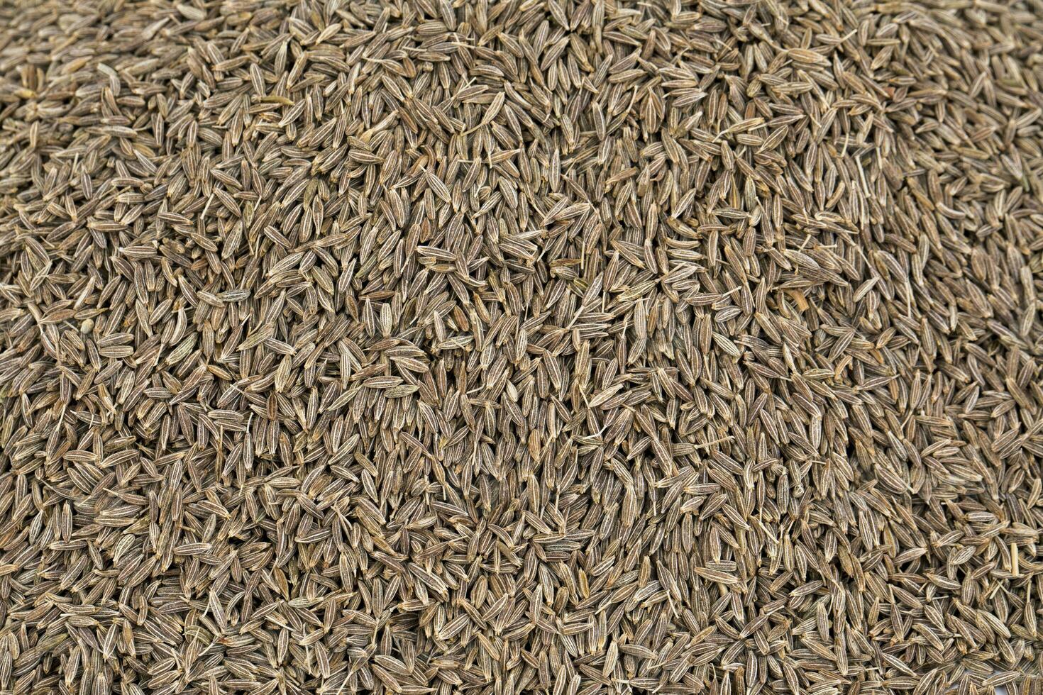 Pile of Dried Cumin Seeds photo