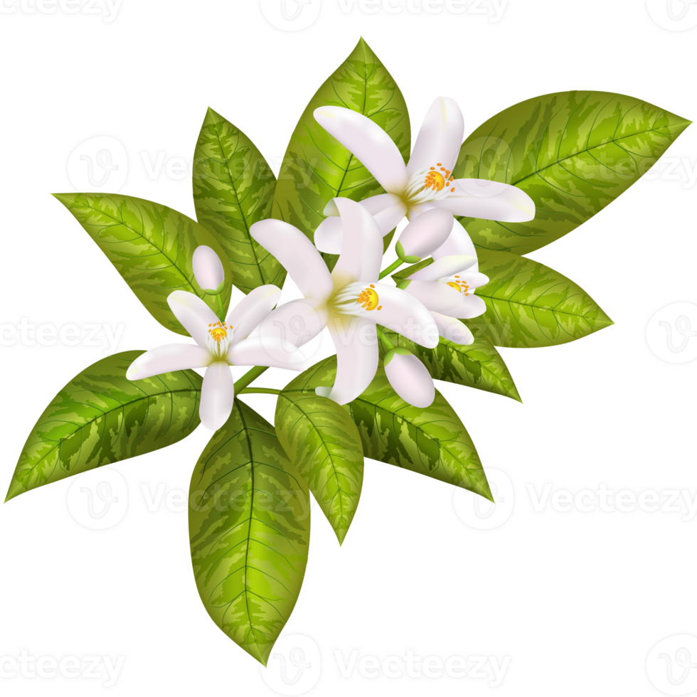 Orange spring flowers. png