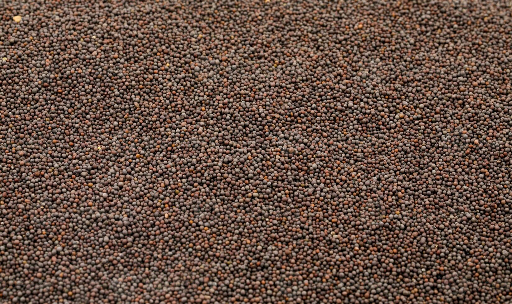 Brown Mustard Seeds photo