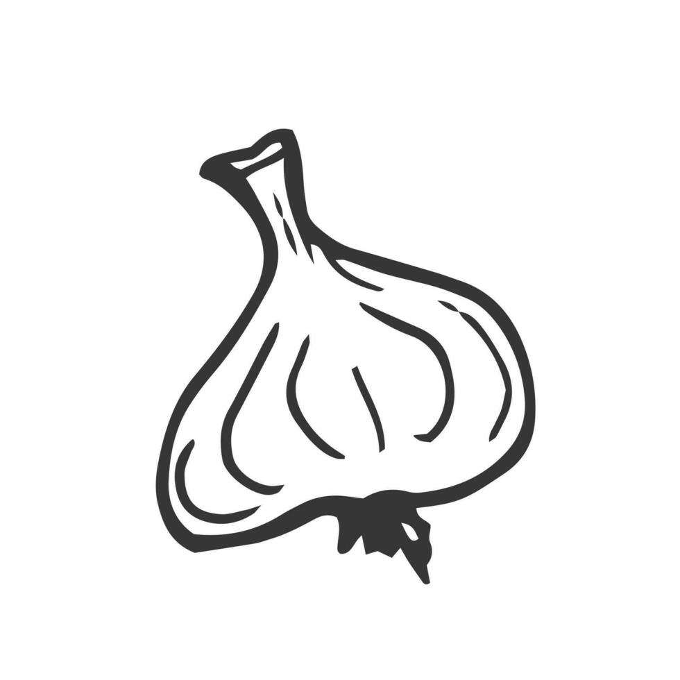 Garlic outline vector illustration. Farm market product, isolated vegetable, engraved bunch of garlic.