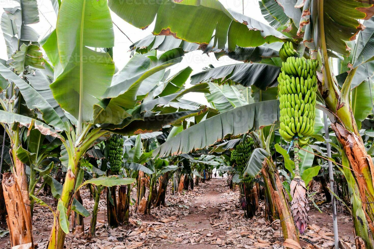 banana plantation in the tropics photo