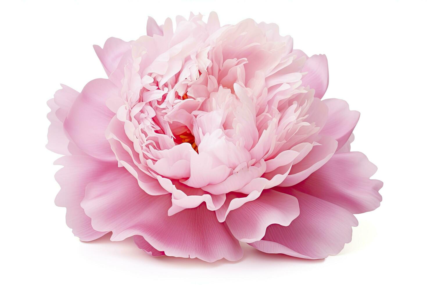 AI generated Peony isolated on white background. AI Generated photo