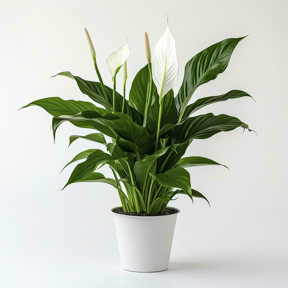 AI generated Peace Lily on a plain white background. AI Generated photo