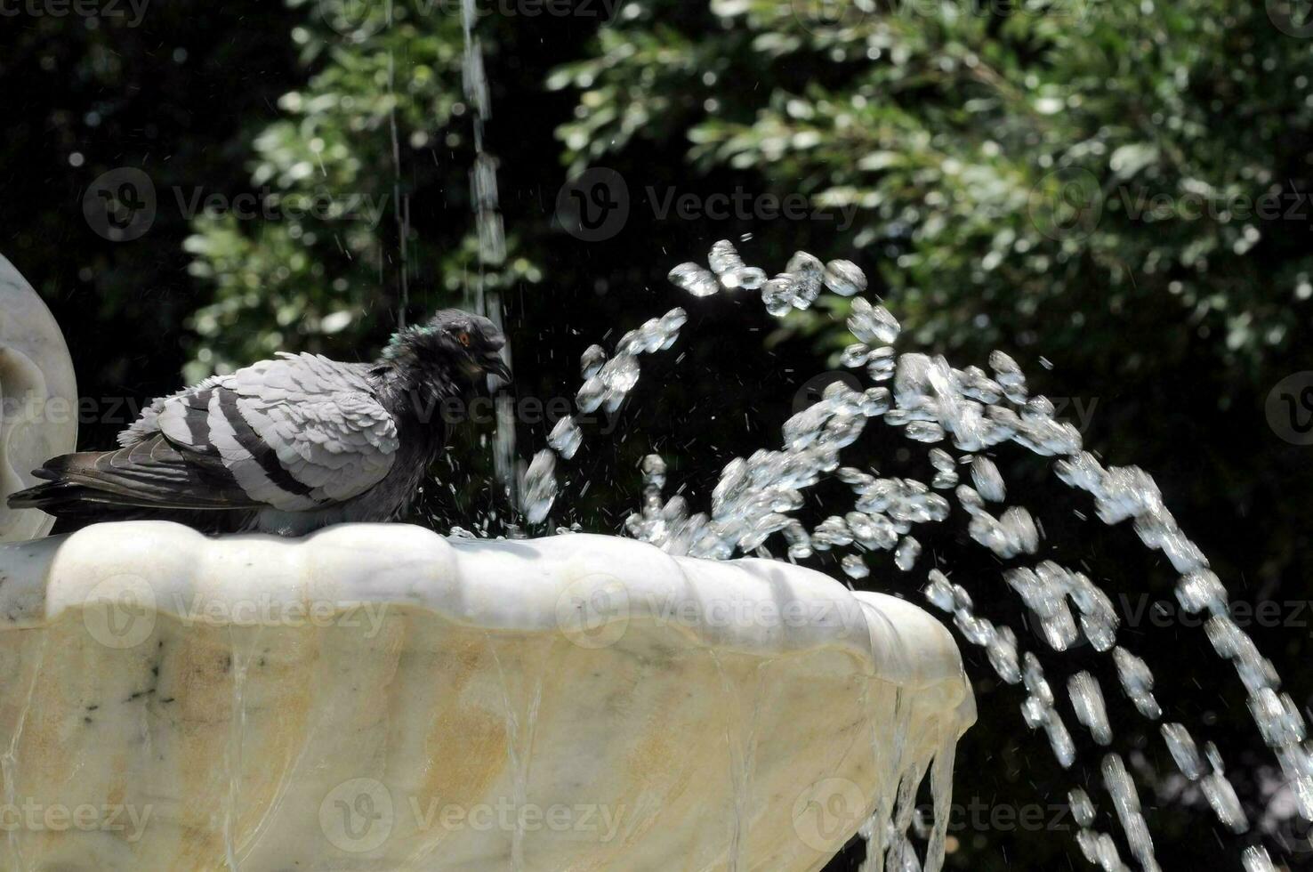 a pigeon is sitting on top of a fountain photo