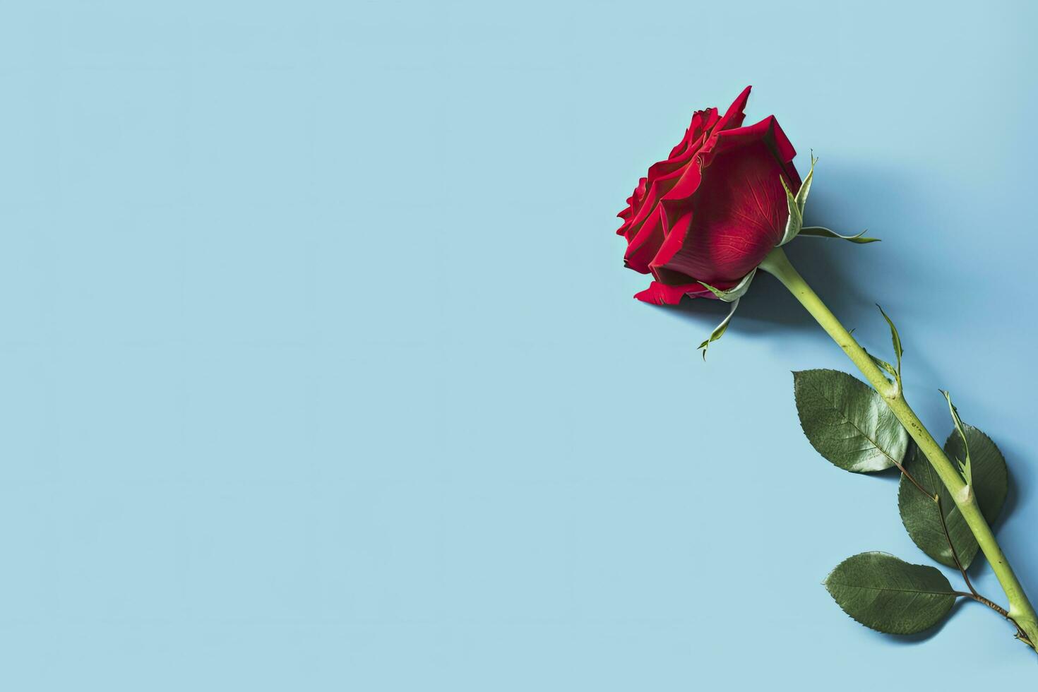 AI generated Red rose flower on blue background. Romantic Valentine's holiday concept. AI Generated photo