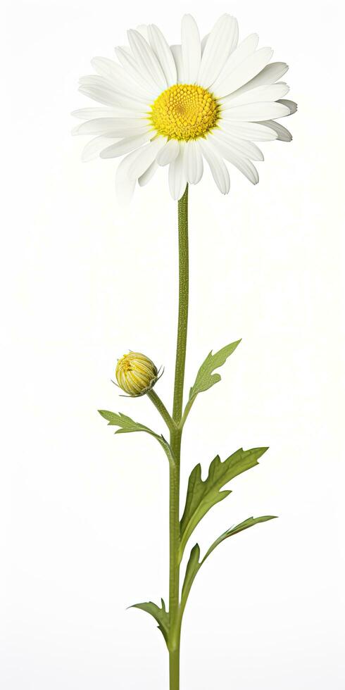 AI generated Common daisy isolated on white background. AI Generated photo