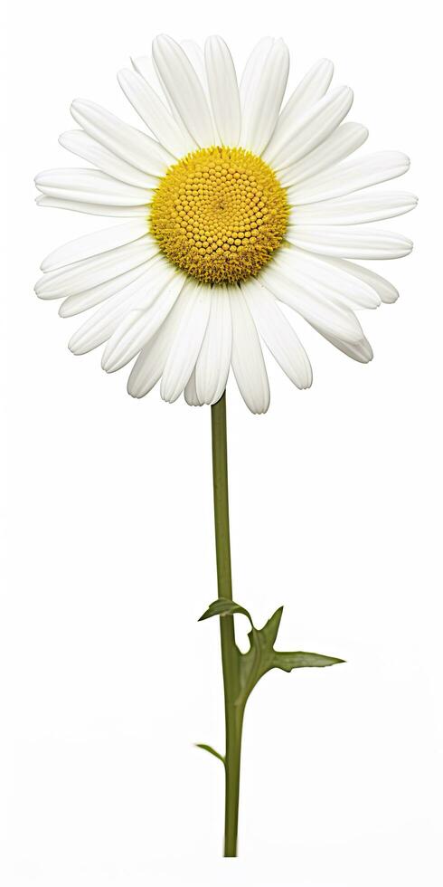 AI generated Common daisy isolated on white background. AI Generated photo