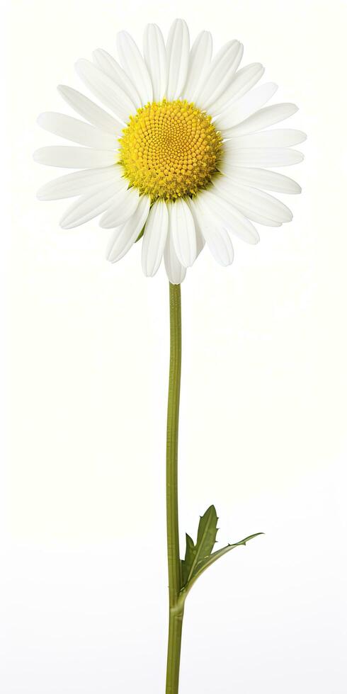 AI generated Common daisy isolated on white background. AI Generated photo