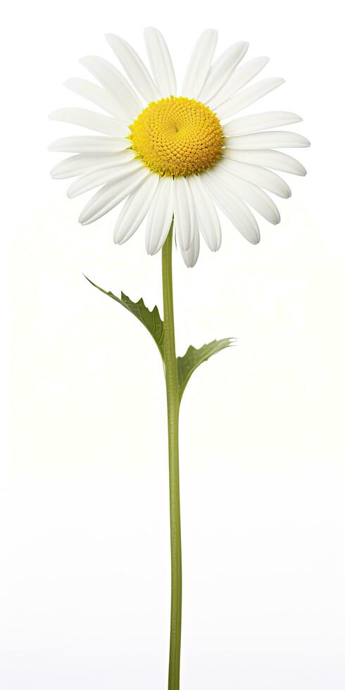 AI generated Common daisy isolated on white background. AI Generated photo