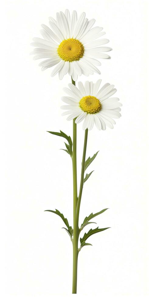 AI generated Common daisy isolated on white background. AI Generated photo