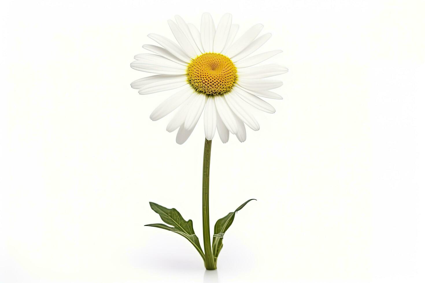 AI generated Common daisy isolated on white background. AI Generated photo