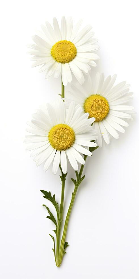 AI generated Common daisy isolated on white background. AI Generated photo