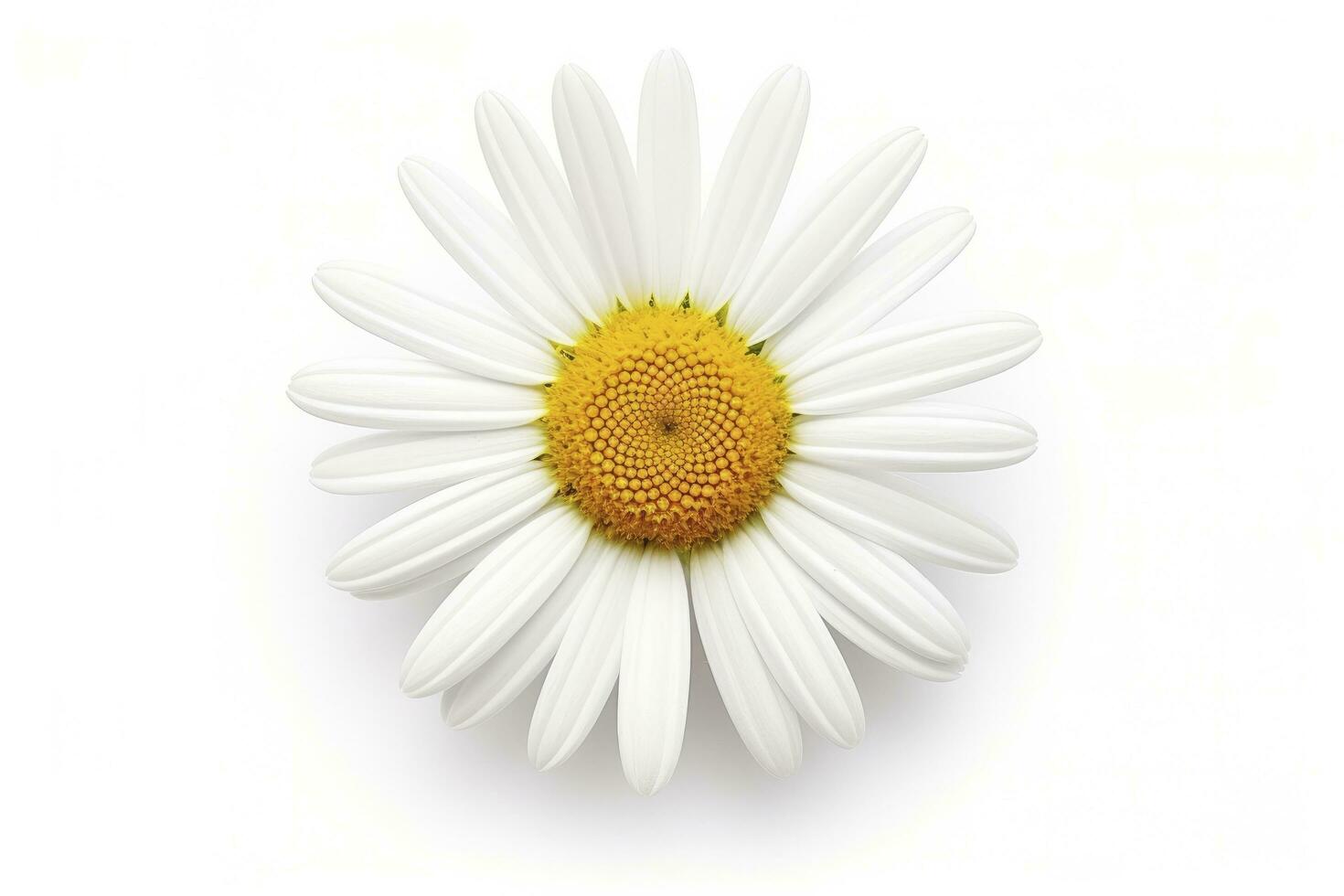 AI generated Common daisy isolated on white background. AI Generated photo