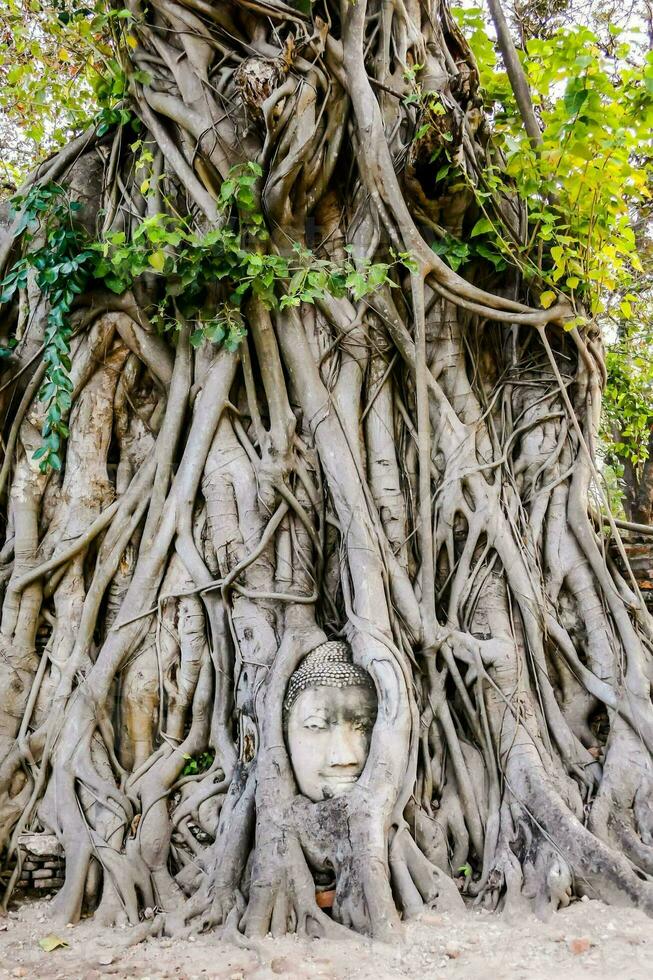 a buddha head is sitting in the roots of a tree photo
