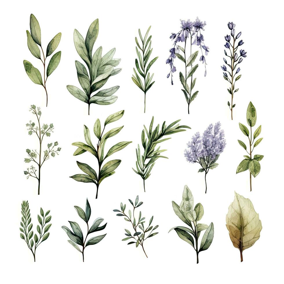 AI generated Collection of watercolor herbs clipart on white background. AI Generated photo