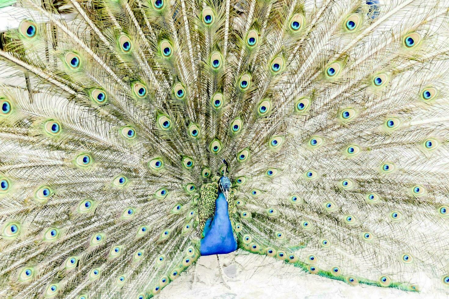a peacock is displaying its feathers photo