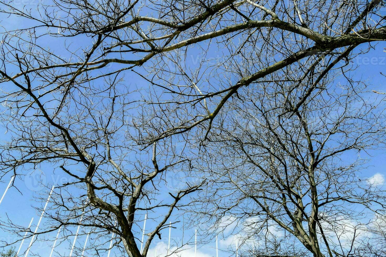 a view of bare trees against a blue sky photo