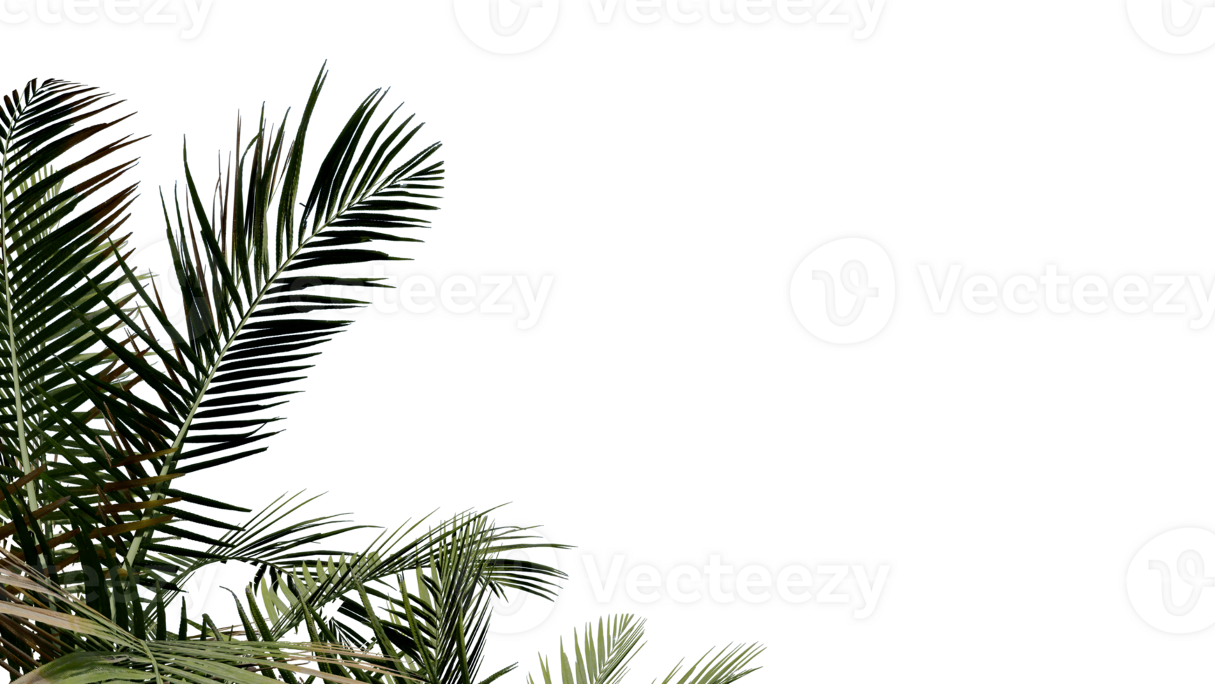 coconut leave nature transparent cut out forest isolated background 3d render. png