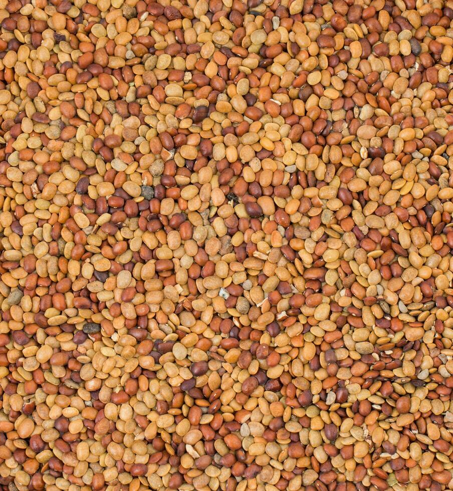 Red Lentil Seeds photo