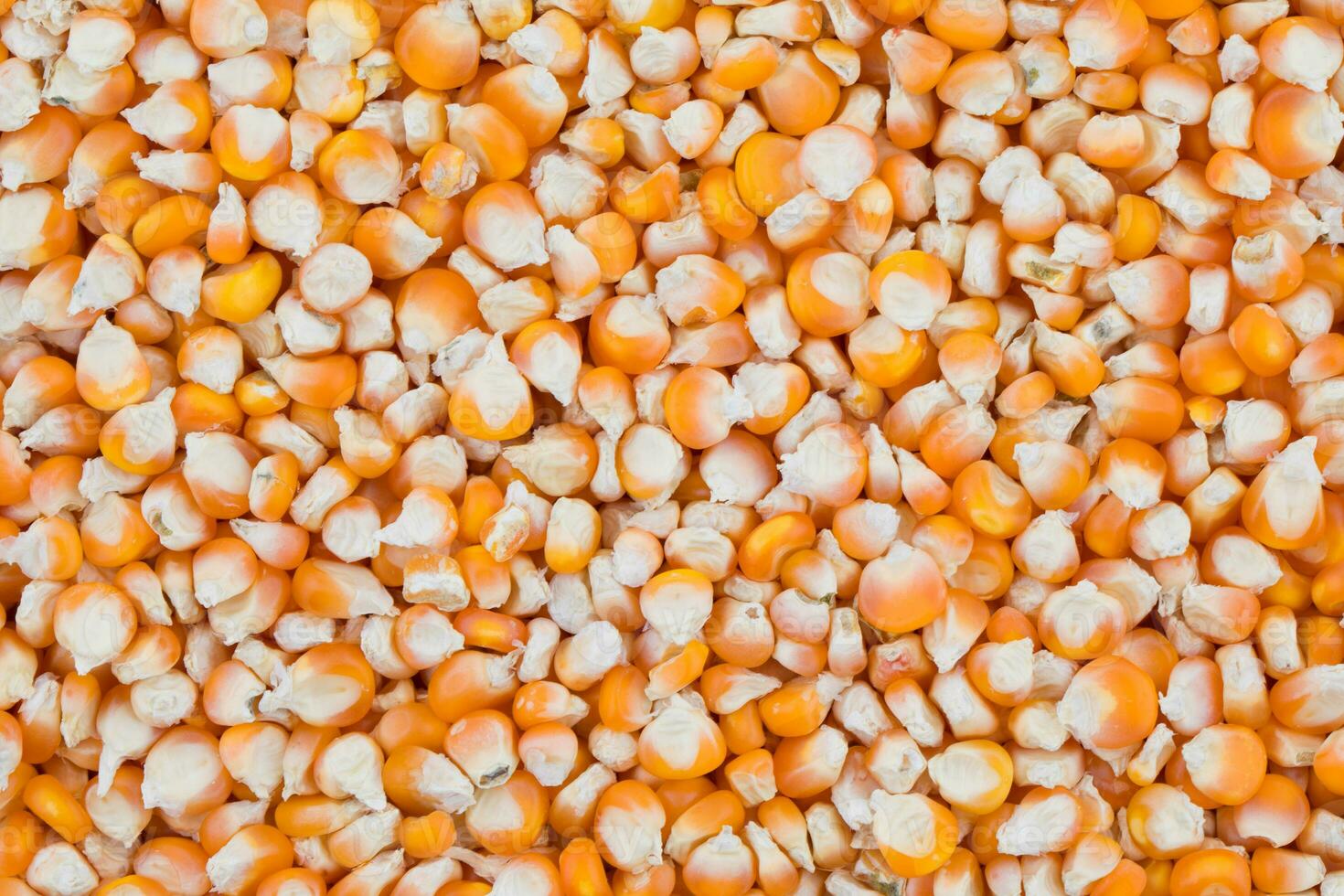 Healthy Dried Corn Seeds Also Know as Makki photo