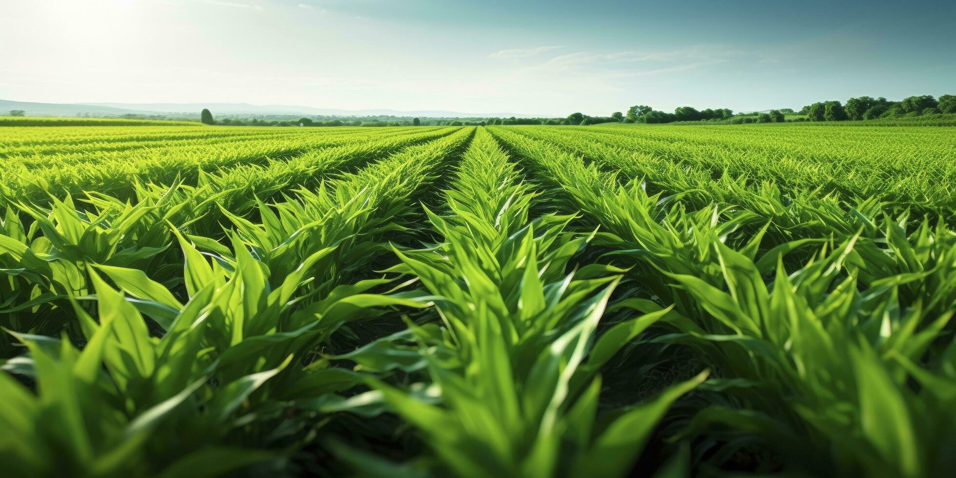 AI generated Field of vibrant green biofuel crops. AI Generated. photo