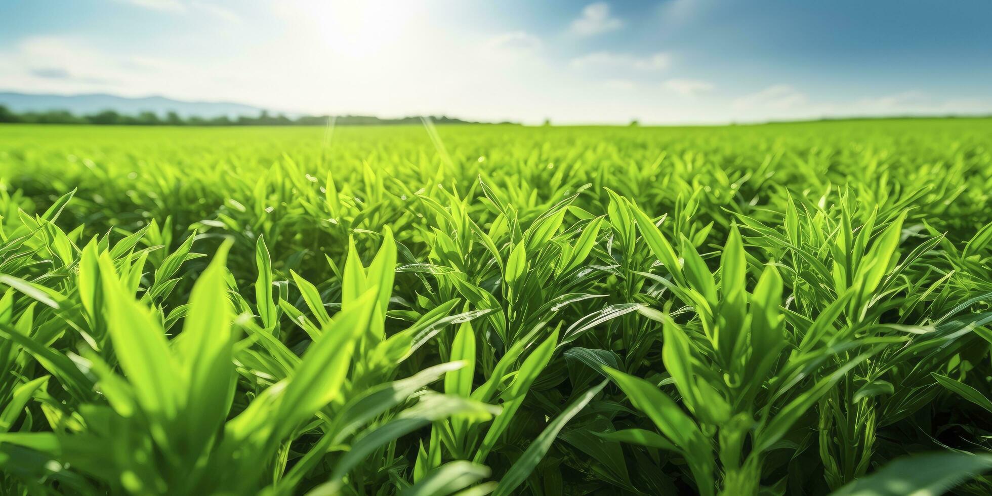 AI generated Field of vibrant green biofuel crops. AI Generated. photo