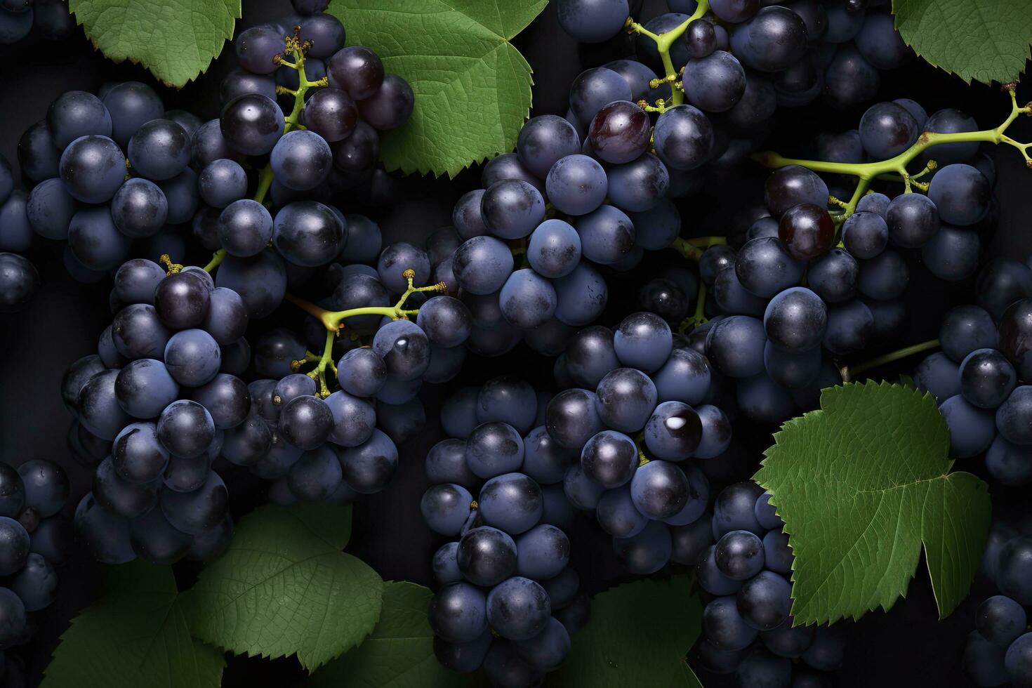 AI generated Flat lay background of vines, lots of organic blue dark grapes. AI Generated photo