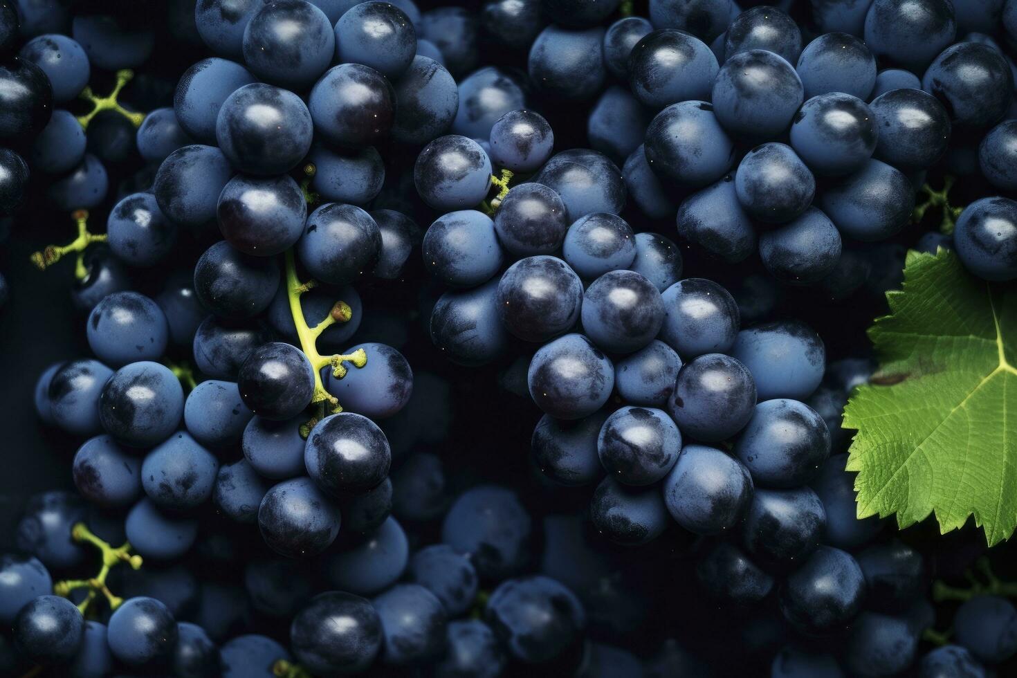 AI generated Flat lay background of vines, lots of organic blue dark grapes. AI Generated photo