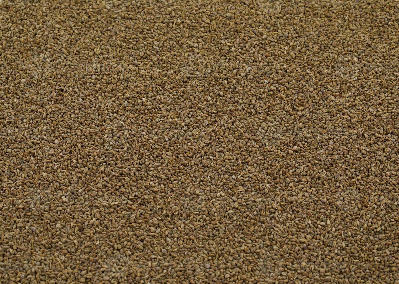 Ajwain Also Know as Ajowan, Caraway or Trachyspermum Ammi photo
