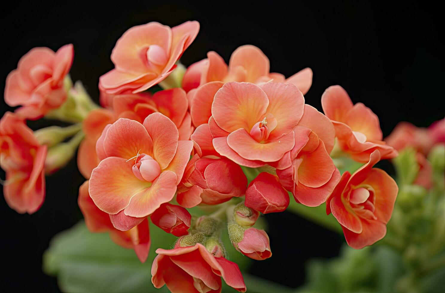 AI generated Kalanchoe Blossfeldiana. AI Generated photo