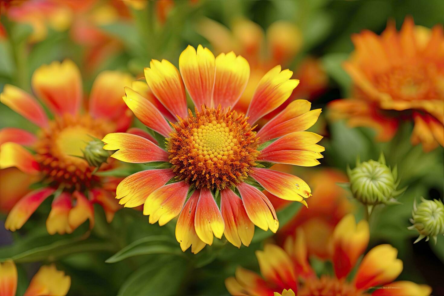 AI generated Gaillardia or Blanket Flower. Bright and Colorful Shades of Warm Tones. AI Generated photo