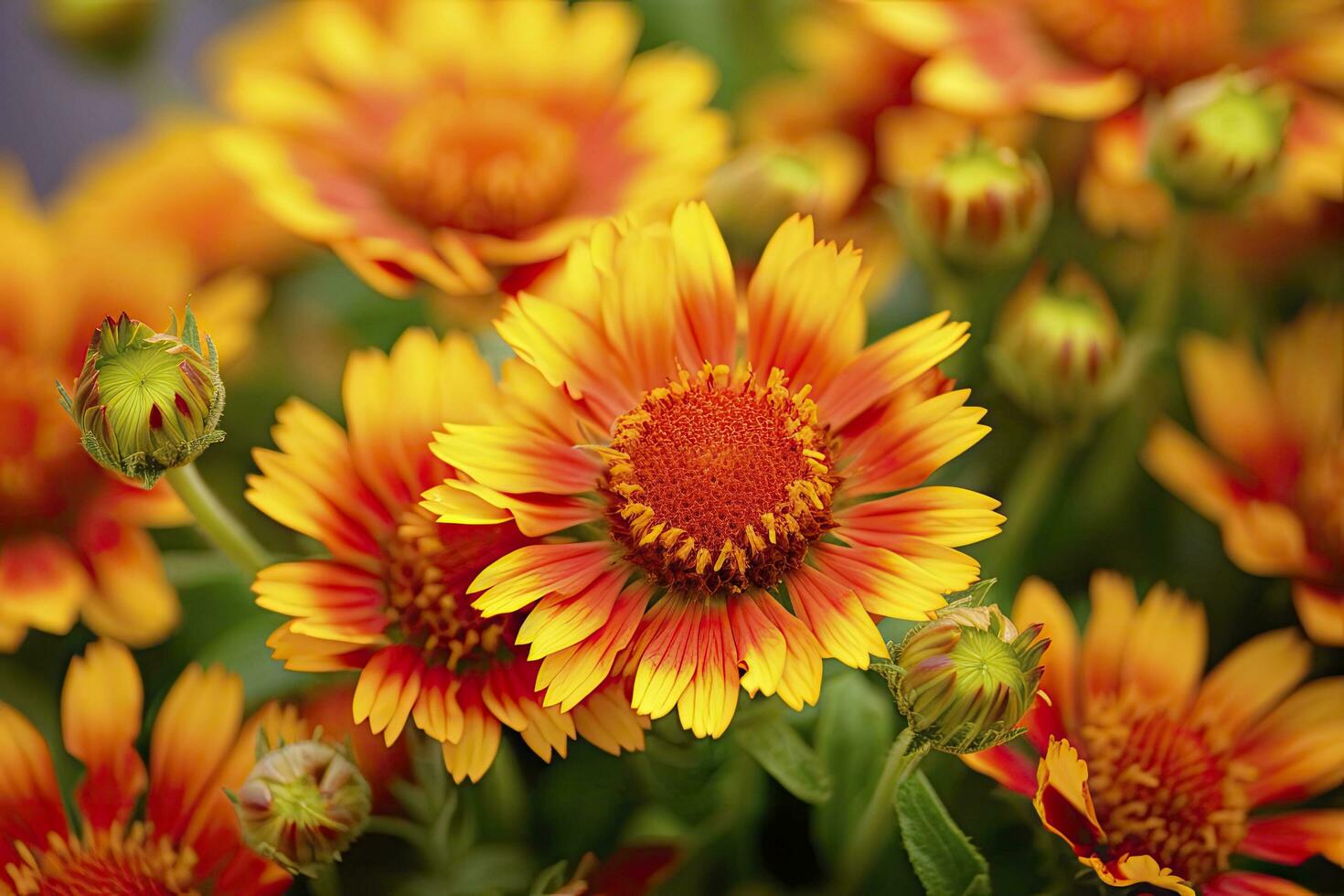 AI generated Gaillardia or Blanket Flower. Bright and Colorful Shades of Warm Tones. AI Generated photo