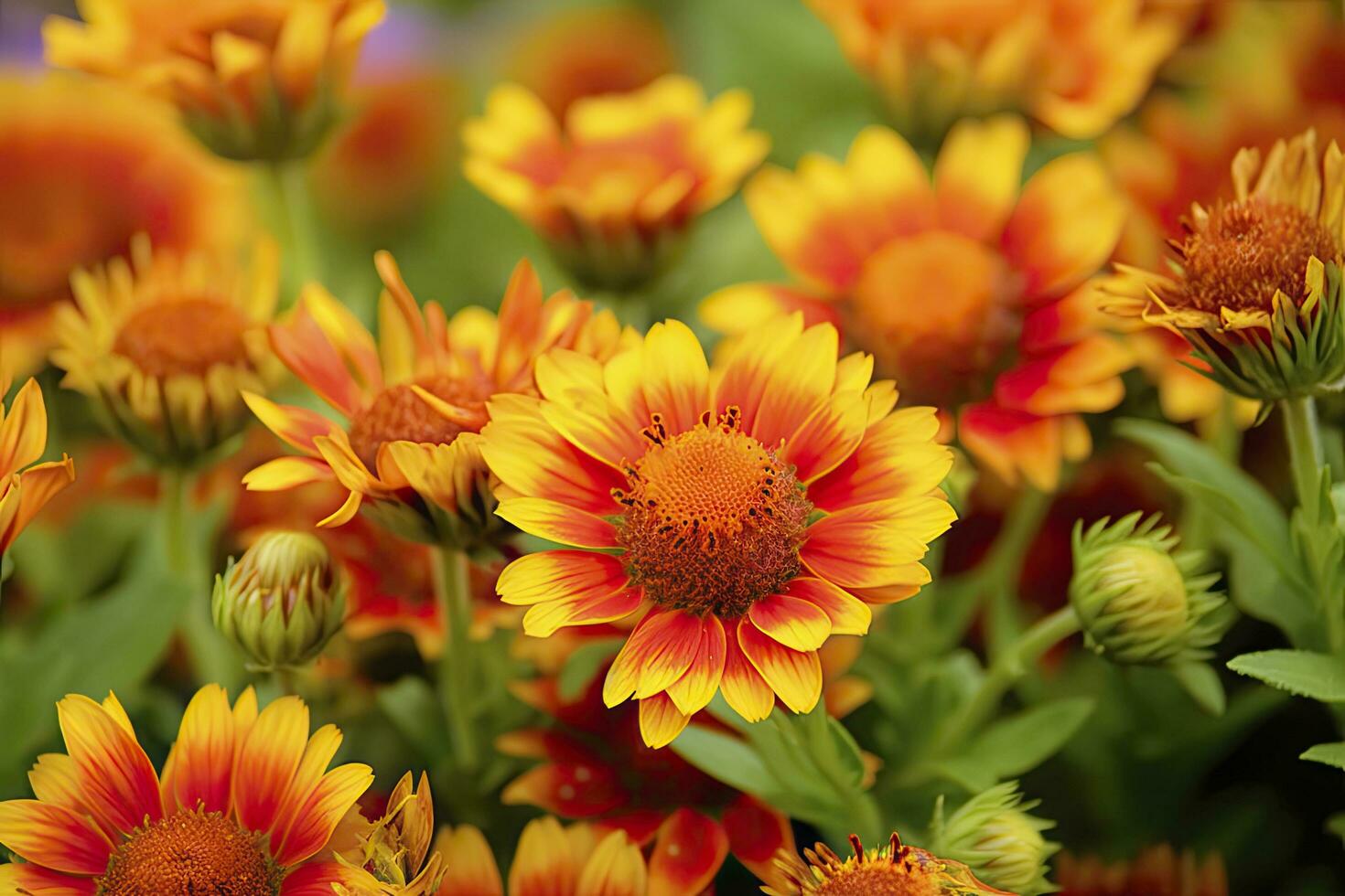 AI generated Gaillardia or Blanket Flower. Bright and Colorful Shades of Warm Tones. AI Generated photo