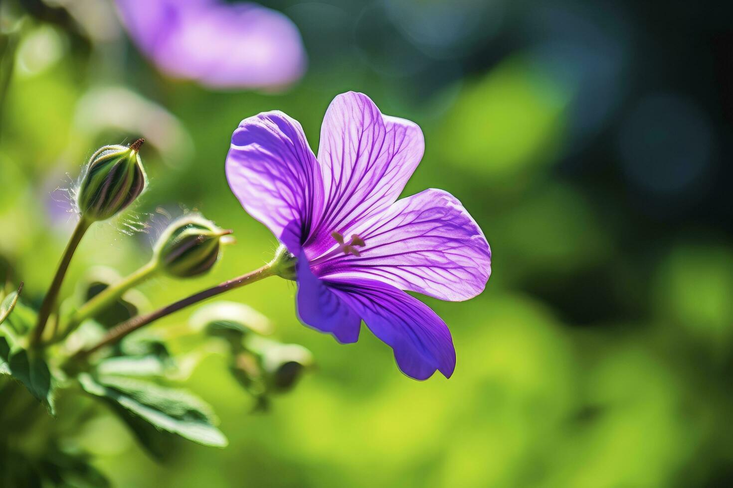 AI generated Geranium wilfordii flower. AI Generated photo