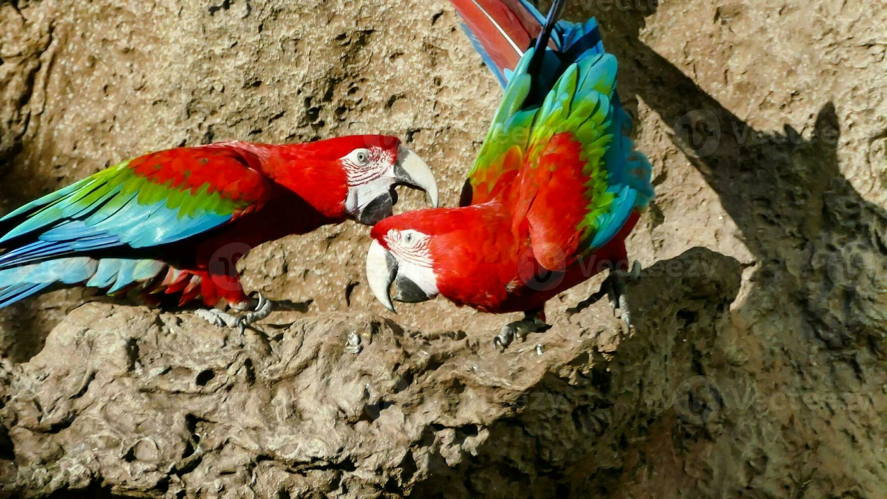 two macaws perched on a rock photo