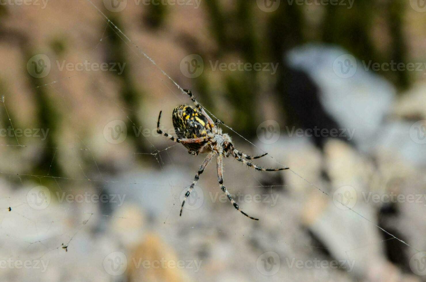 a spider with a yellow and black body is sitting on its web photo