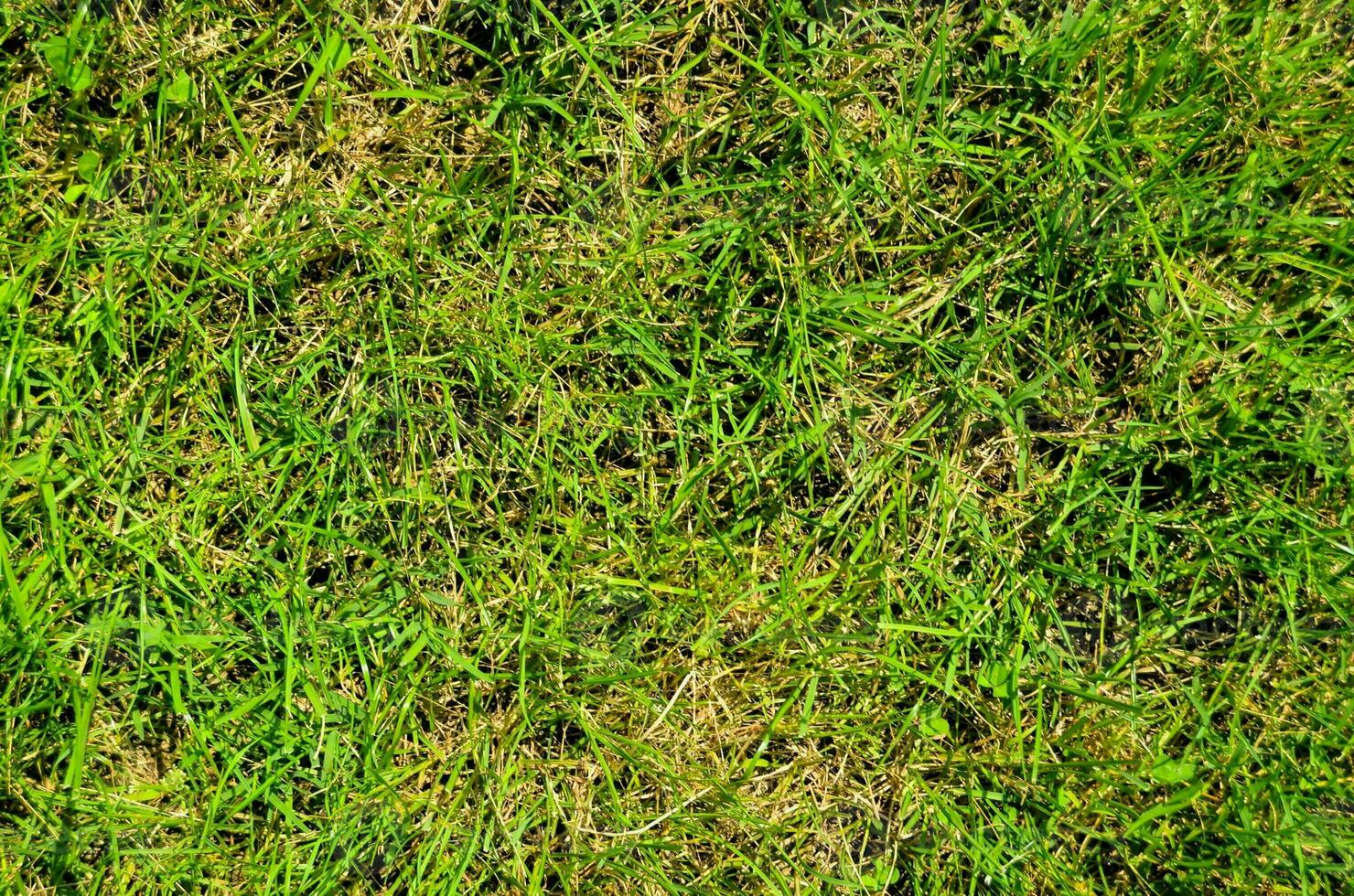 un cerca arriba de un verde césped campo foto