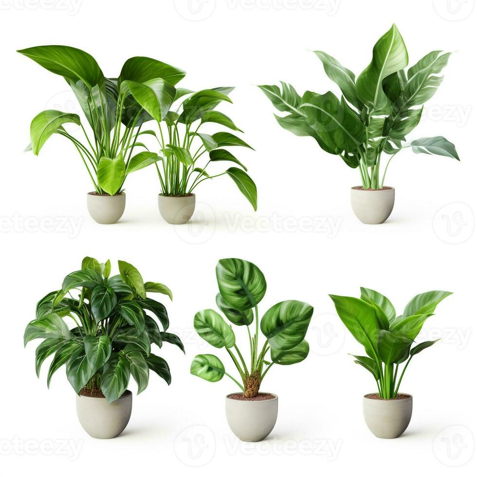AI generated Fresh Green House Plants, indoor tree plants for Interior design. photo