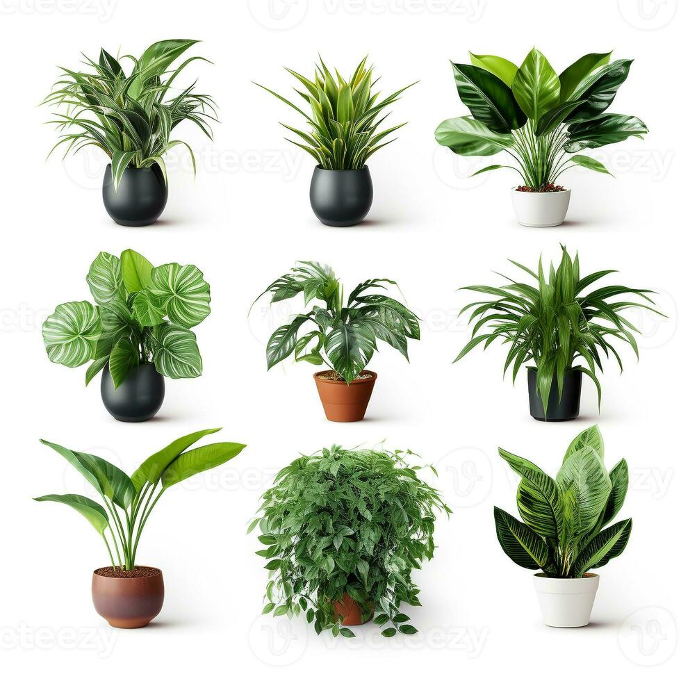 AI generated Fresh Green House Plants, indoor tree plants for Interior design. photo