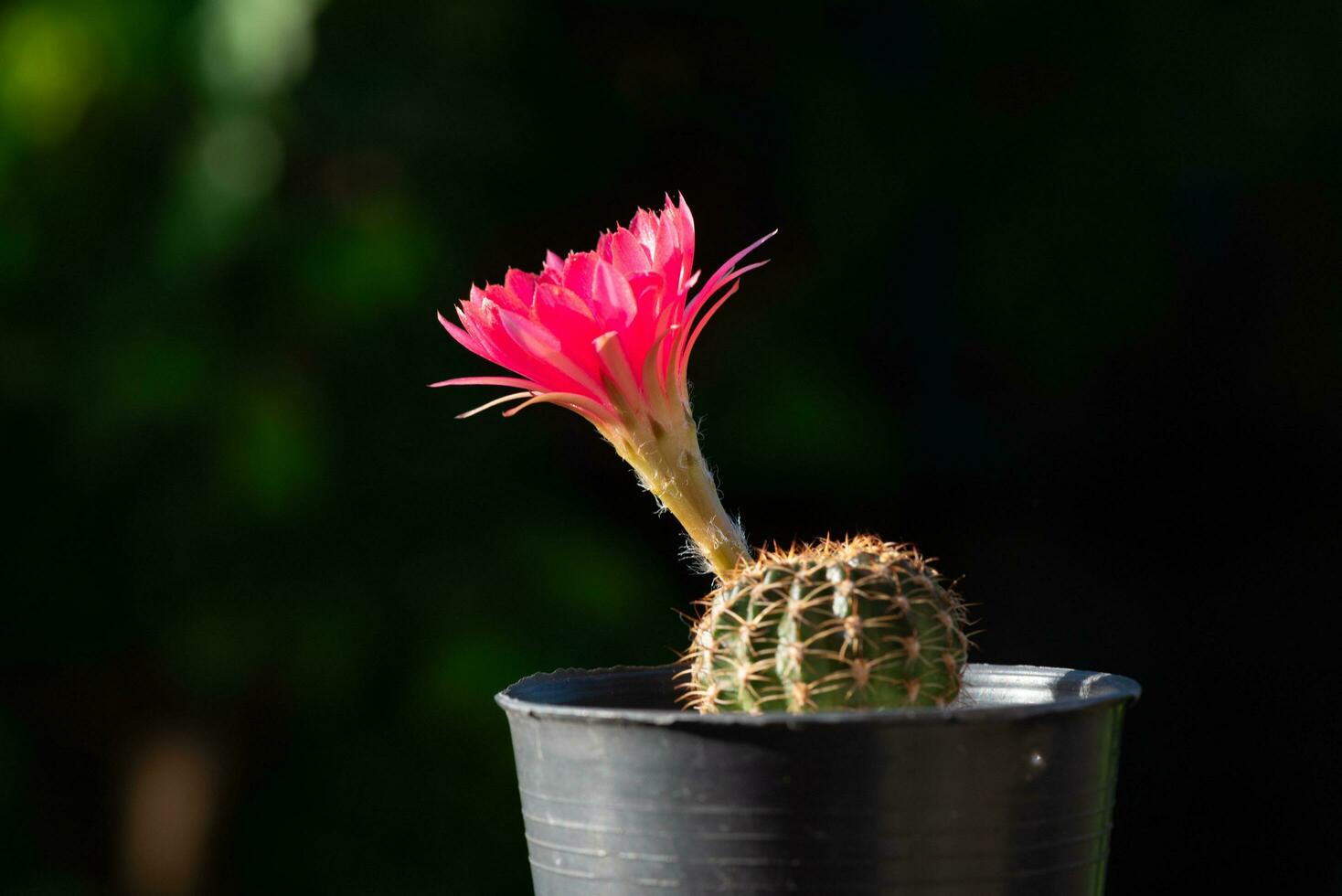 Beautiful pink cactus flower in flowerpot photo