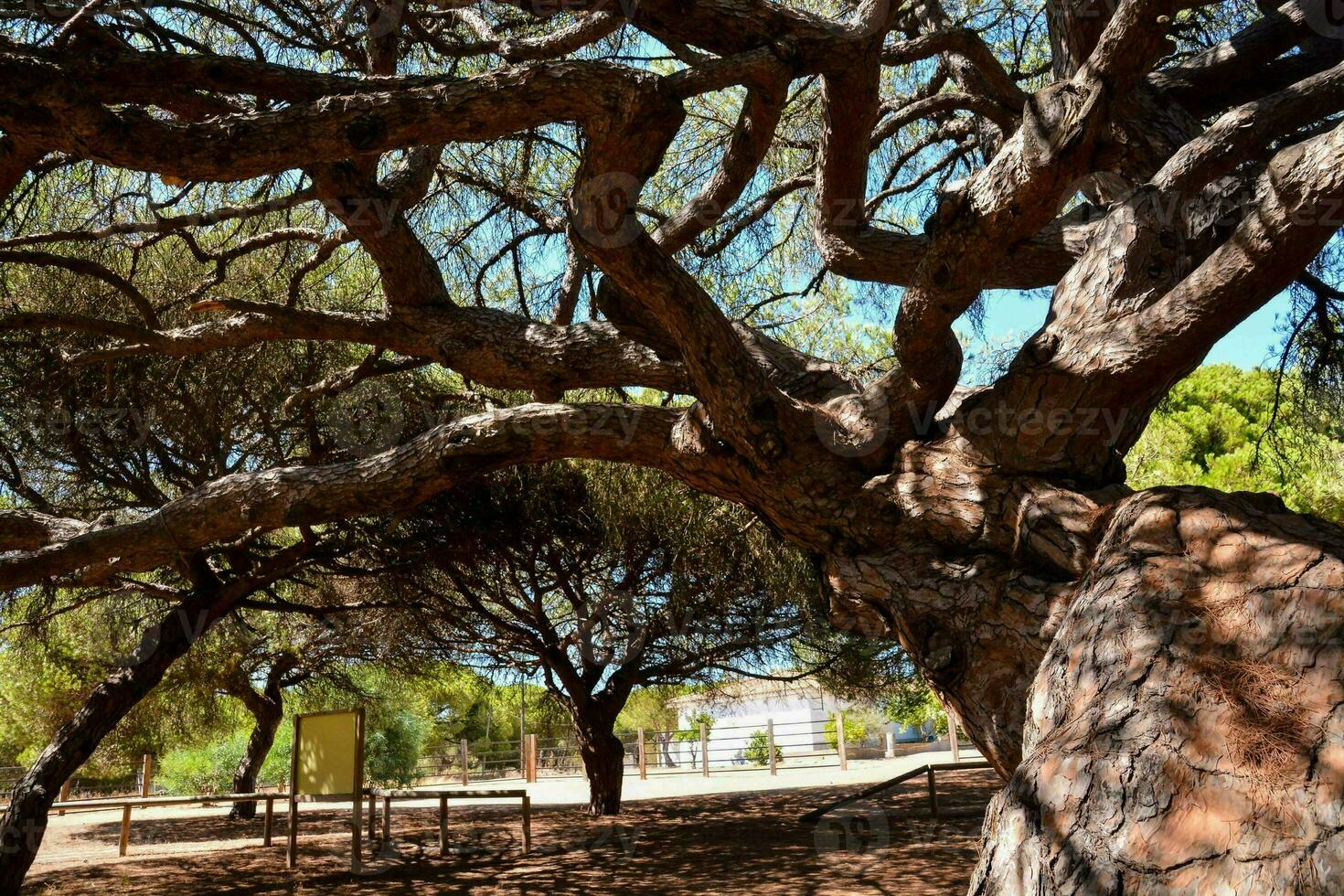 a large tree in a park photo