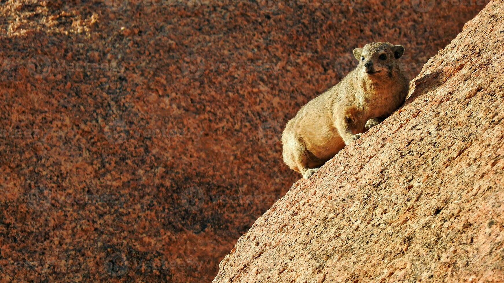 Dassie Procavia capensis on a rock looking out for enemies photo