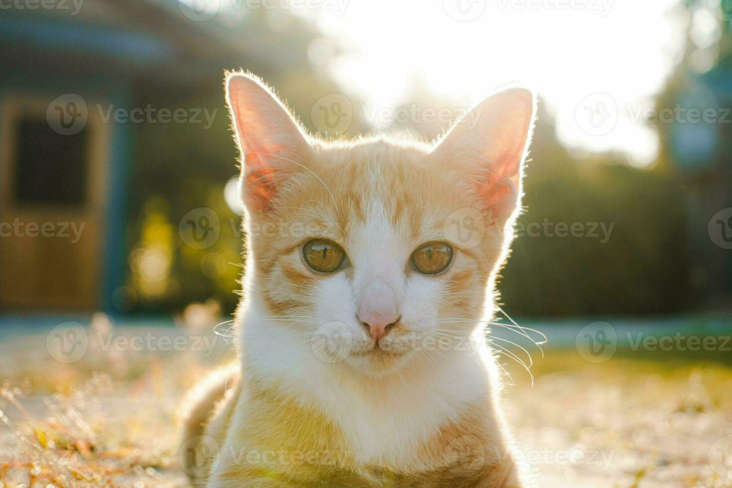 A small kitten is sitting on the green grass. A small kitten runs on the grass outdoors in the sunlight. Domestic animals. Cute funny cat at home. photo