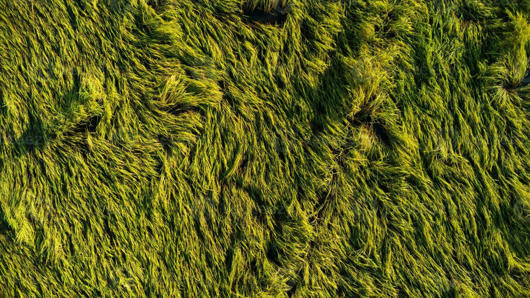 Falling rice in the field. Rice plants fallen because of strong winds and rain before harvest. Rice is damaged due to broken straw, making it more difficult to harvest. photo