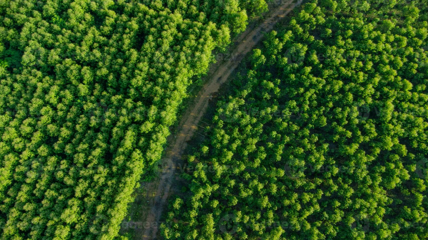 Aerial view of eucalyptus plantation in Thailand. Top view of cultivation areas or agricultural land in outdoor nursery. Cultivation business. Natural landscape background. photo