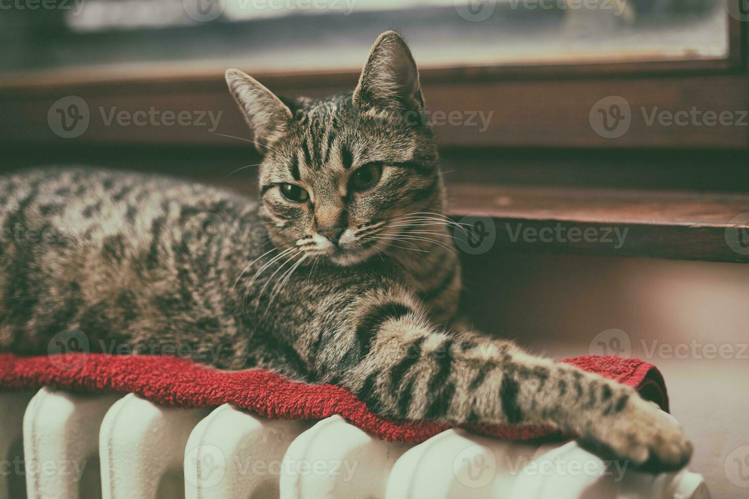 Cat laying on top of a radiator photo