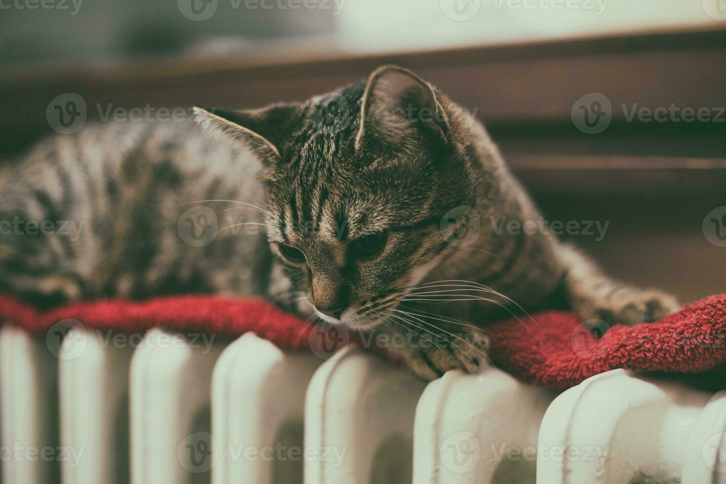 Cat laying on top of a radiator photo