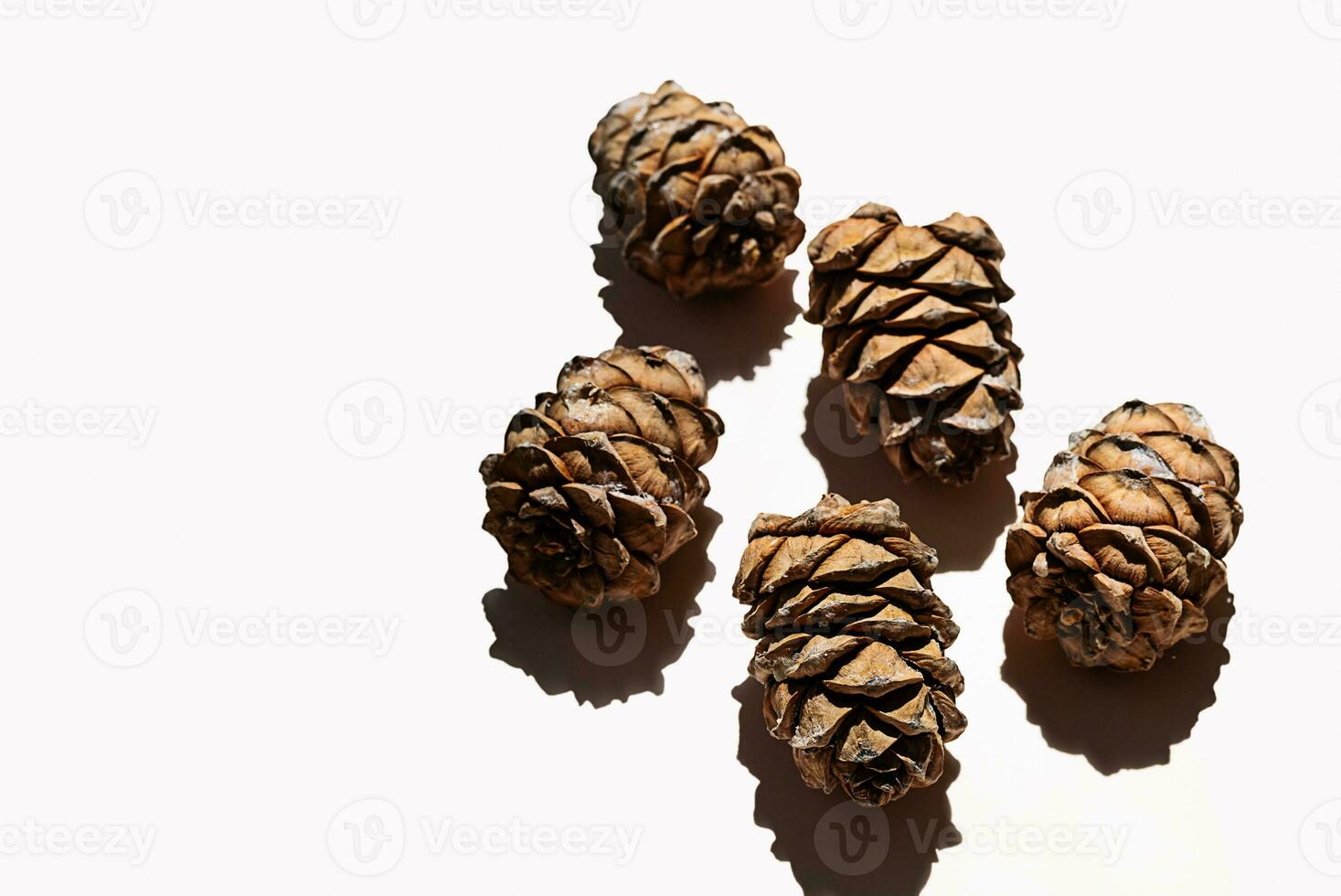 Cedar cones collection. Pine cones with nut in hard light. photo