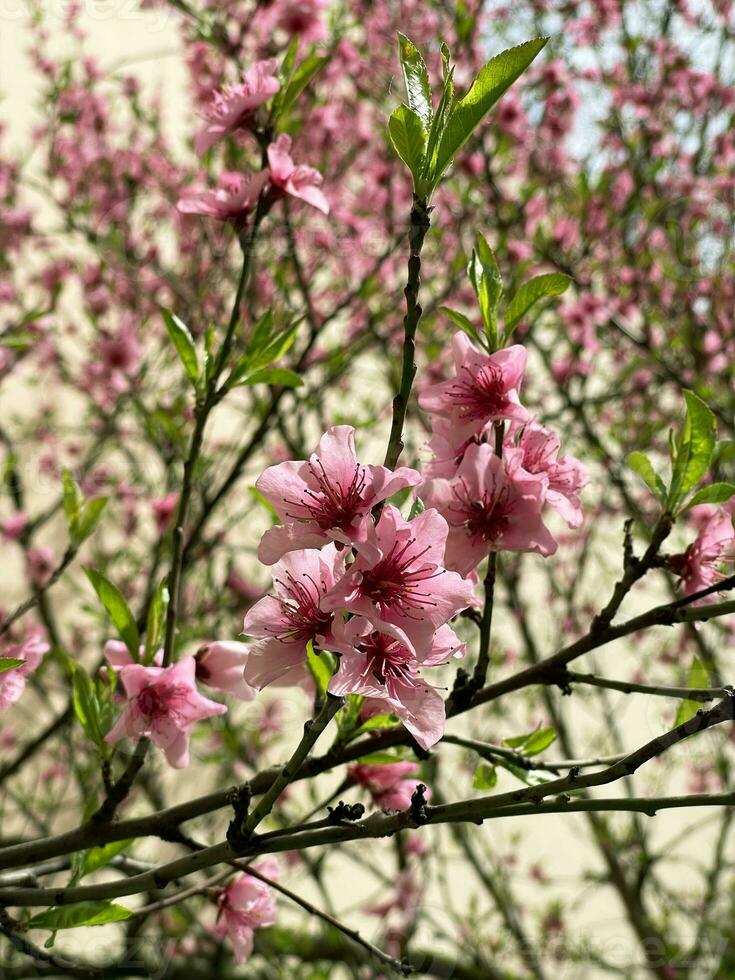 Blooming cherry tree close up view photo