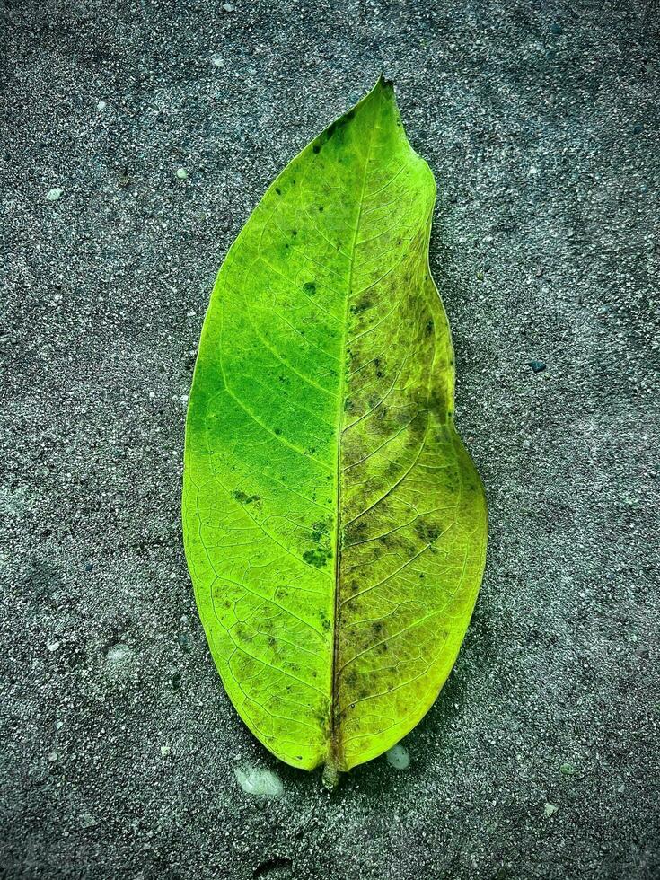 a green leaf laying on the ground photo